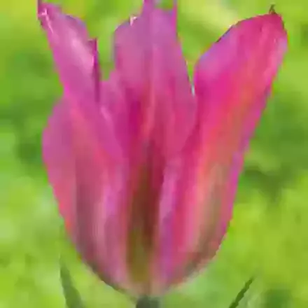 Purple Dance